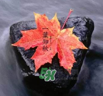 立秋后是不是早晚天氣涼？立秋后天氣有什么變化？