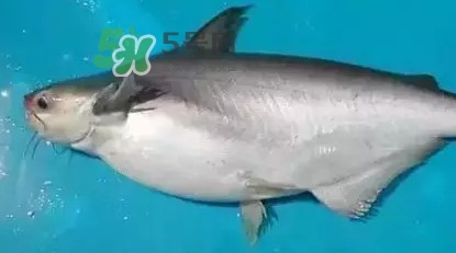 龍利魚(yú)怎么挑選？龍利魚(yú)與越南巴沙魚(yú)的區(qū)別