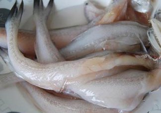 龍頭魚怎么殺？龍頭魚怎么處理？