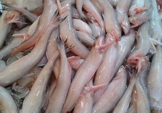 龍頭魚為什么有甲醛？龍頭魚為什么叫龍頭魚