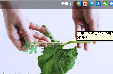 南瓜苗怎么做好吃？南瓜苗怎么撕？