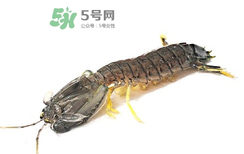 蝦蛄蝦殼怎么剝才好？蝦蛄怎么清洗