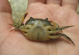 海螃蟹死了還能吃嗎？海螃蟹死了多久還能吃？