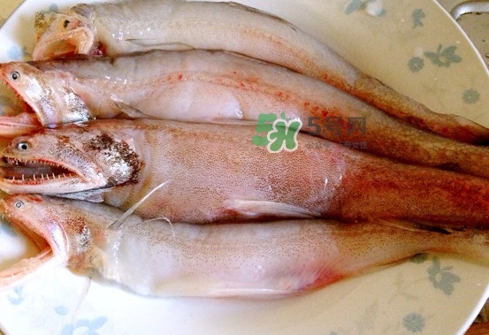 龍頭魚是什么魚？龍頭魚多少錢一斤？