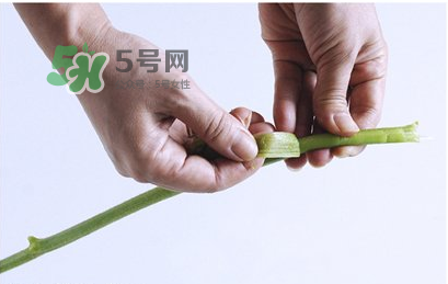 南瓜苗怎么做好吃？南瓜苗怎么撕？