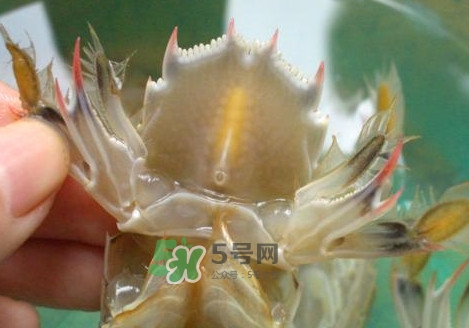 蝦蛄怎么吃？蝦蛄怎么做好吃？