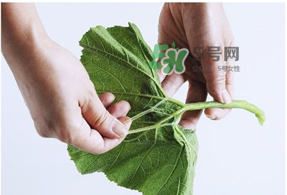 南瓜苗怎么做好吃？南瓜苗怎么撕？
