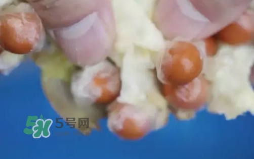 雞頭米是什么？雞頭米是芡實嗎