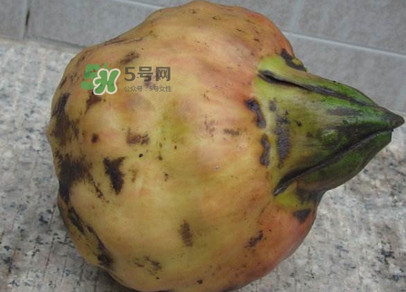 雞頭米是涼性的嗎？雞頭米是哪里的特產(chǎn)