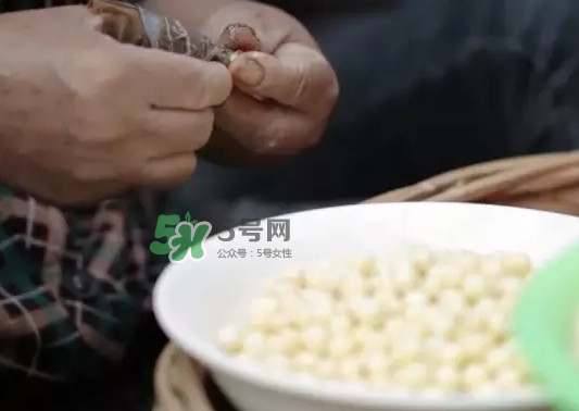 雞頭米是什么？雞頭米是芡實嗎