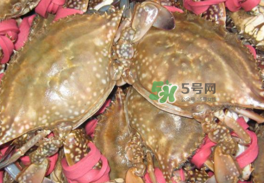 梭子蟹放冷藏還是冷凍？梭子蟹可以放速凍嗎？