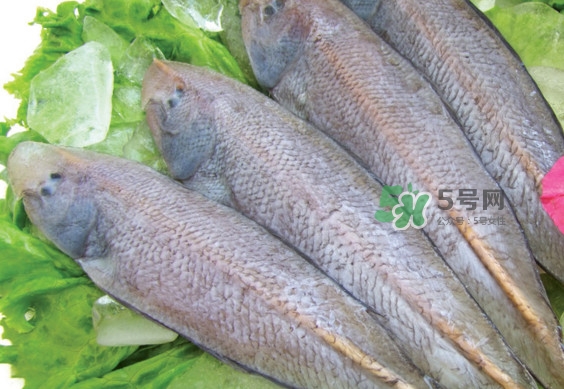 龍利魚(yú)有刺嗎？龍利魚(yú)有魚(yú)鱗嗎