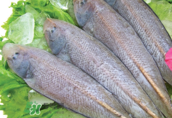 龍利魚有寄生蟲嗎？龍利魚有假的嗎