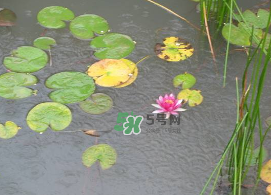 2017處暑會(huì)下雨嗎？處暑會(huì)下雨好嗎？