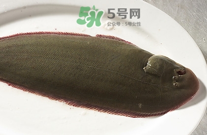 活的龍利魚怎么保存？新鮮龍利魚能放多久
