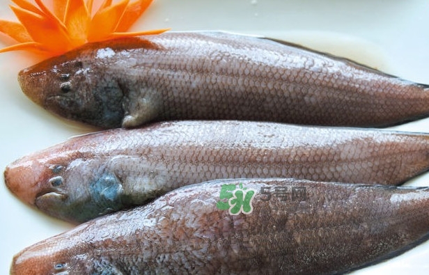 龍利魚是發(fā)物嗎？懷孕能不能吃龍利魚