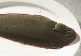 活的龍利魚怎么保存？新鮮龍利魚能放多久