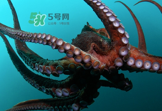 章魚的墨汁有毒嗎？章魚有寄生蟲嗎