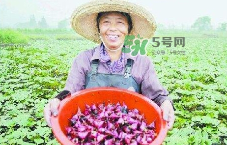 紅菱怎么種植？新鮮紅菱怎么保存