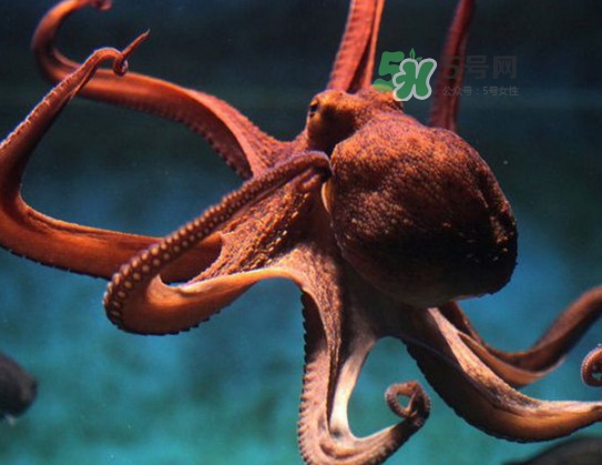章魚的墨汁有毒嗎？章魚有寄生蟲嗎