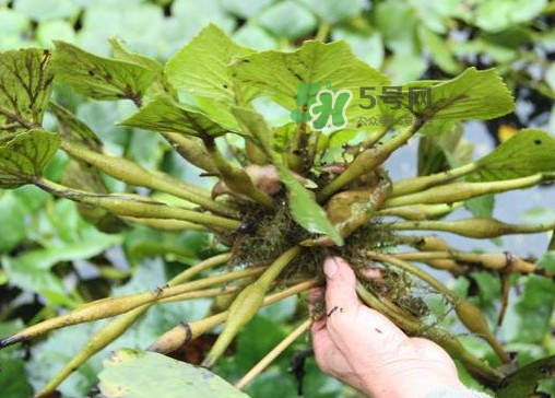 紅菱怎么種植？新鮮紅菱怎么保存