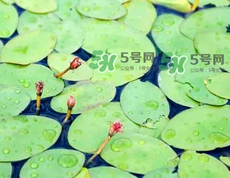 莼菜怎么讀？莼菜是哪里的特產(chǎn)