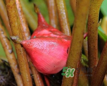 紅菱怎么吃？吃紅菱有什么好處？