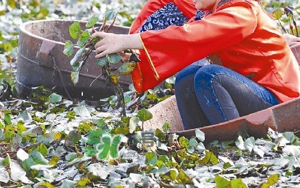 紅菱什么時(shí)候上市？什么時(shí)候采紅菱