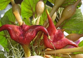 紅菱怎么種植？新鮮紅菱怎么保存