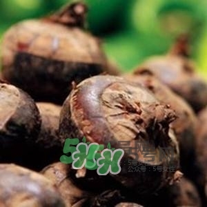 野荸薺是什么樣子的？野荸薺的營(yíng)養(yǎng)價(jià)值