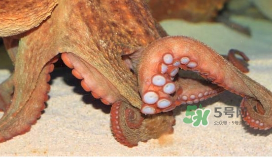 章魚怎么處理？章魚怎么殺