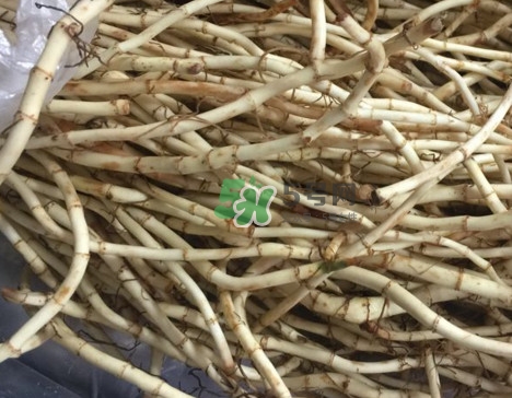 魚腥草干的好還是新鮮的好？干的魚腥草怎么吃最好