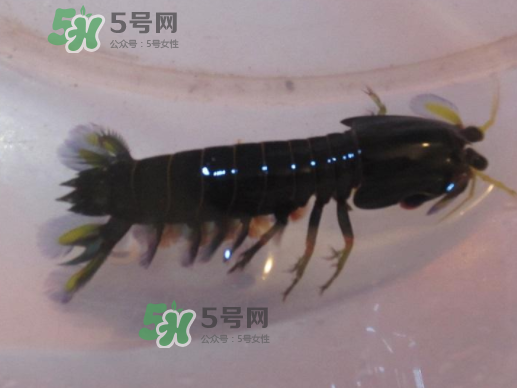 七彩神蝦是什么蝦？七彩神蝦怎么回事？