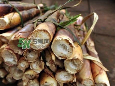 苦筍什么季節(jié)才有？苦筍什么時(shí)候成熟