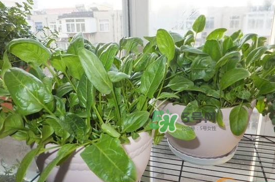 八月份可以種菠菜嗎？波菜8月中旬種可以嗎？