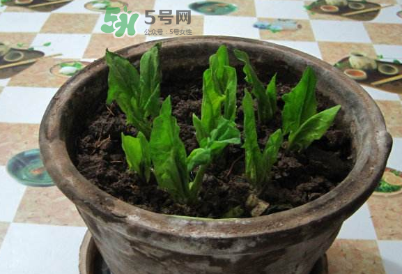 八月份可以種菠菜嗎？波菜8月中旬種可以嗎？
