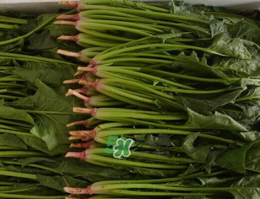 八月份可以種菠菜嗎？波菜8月中旬種可以嗎？