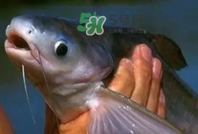 巴沙魚是鯰魚嗎？巴沙魚是海魚嗎