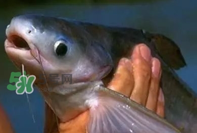 巴沙魚有刺嗎？巴沙魚有寄生蟲嗎