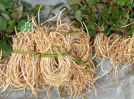 魚腥草有毒嗎？魚腥草有副作用嗎