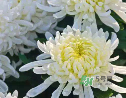 八月份能扦插菊花嗎？菊花可以8月份扦插嗎？