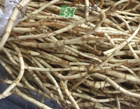 魚腥草可以和蜂蜜一起喝嗎？蜂蜜能和魚腥草一起泡嗎
