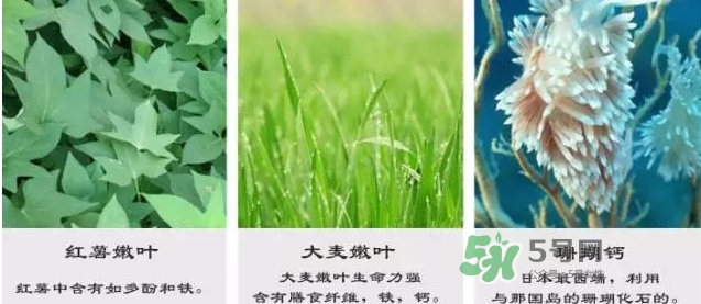 pola青汁效果怎么樣？pola青汁酵素酵素功效