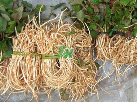 魚腥草什么季節(jié)有？魚腥草什么時(shí)候采摘最好