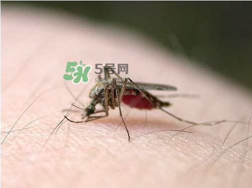 九月份還有蚊子嗎？9月份還有蚊子嗎？
