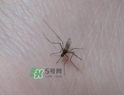 九月份還有蚊子嗎？9月份還有蚊子嗎？