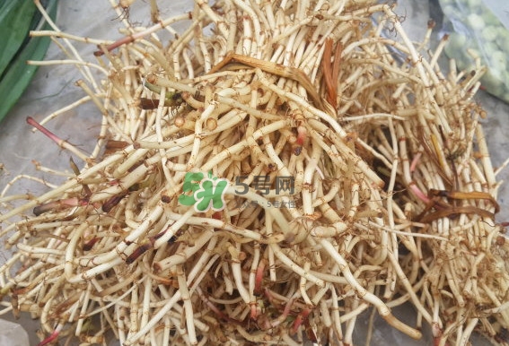 折耳根是什么？折耳根是哪里的特產？