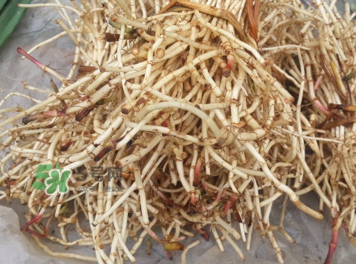 新鮮的折耳根怎么保存？折耳根能放多久