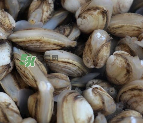 海瓜子死了還能吃嗎？海瓜子死了是什么樣子