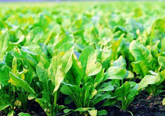 八月份可以種菠菜嗎？波菜8月中旬種可以嗎？